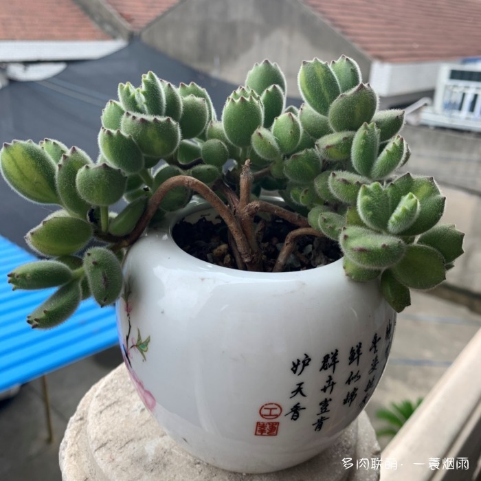 熊童子的成长记录