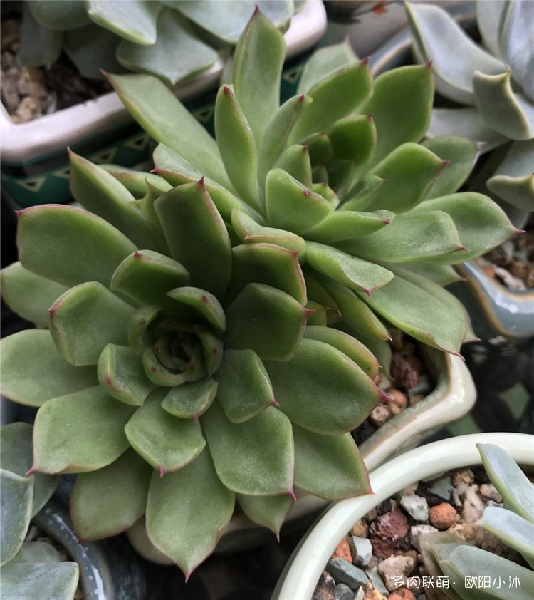 酸橙辣椒