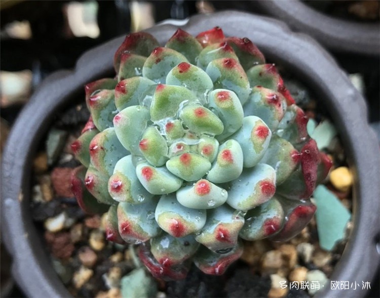 蓝苹果