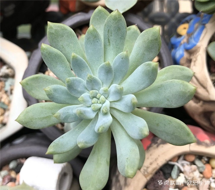 蓝苹果