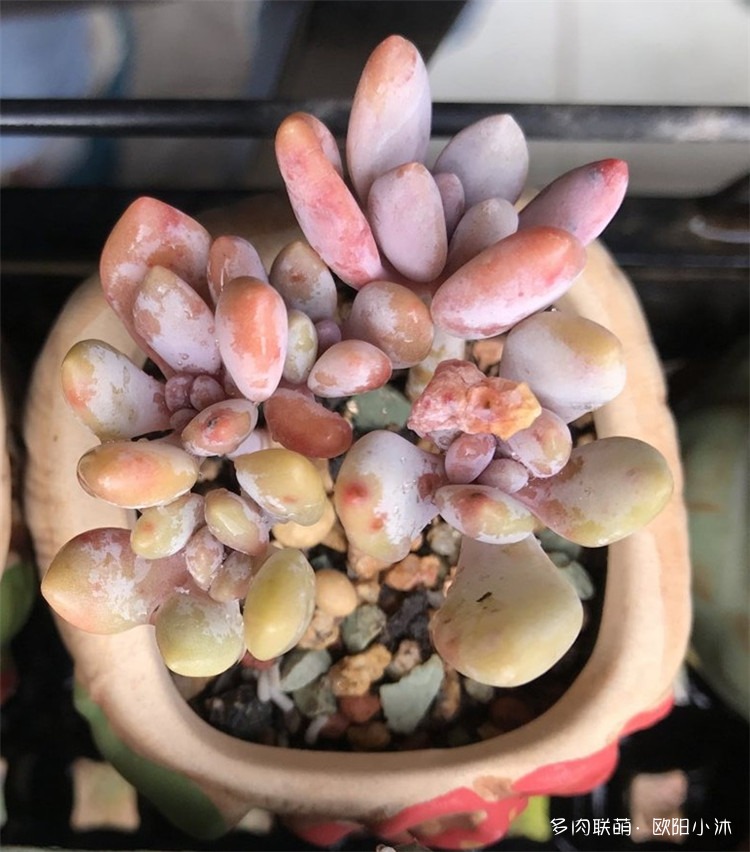 粉兔