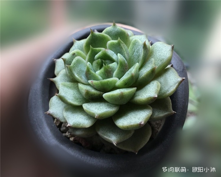苯巴蒂斯