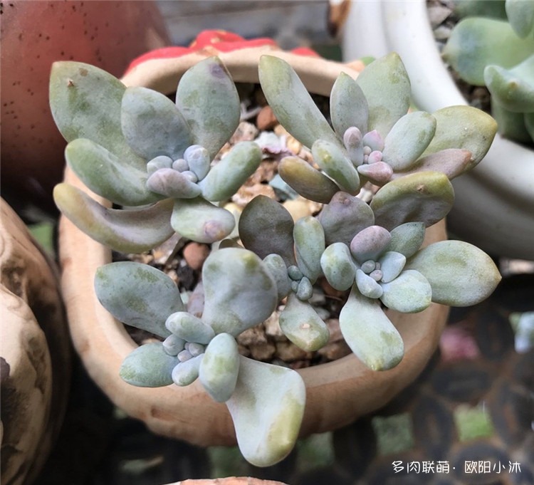 粉兔