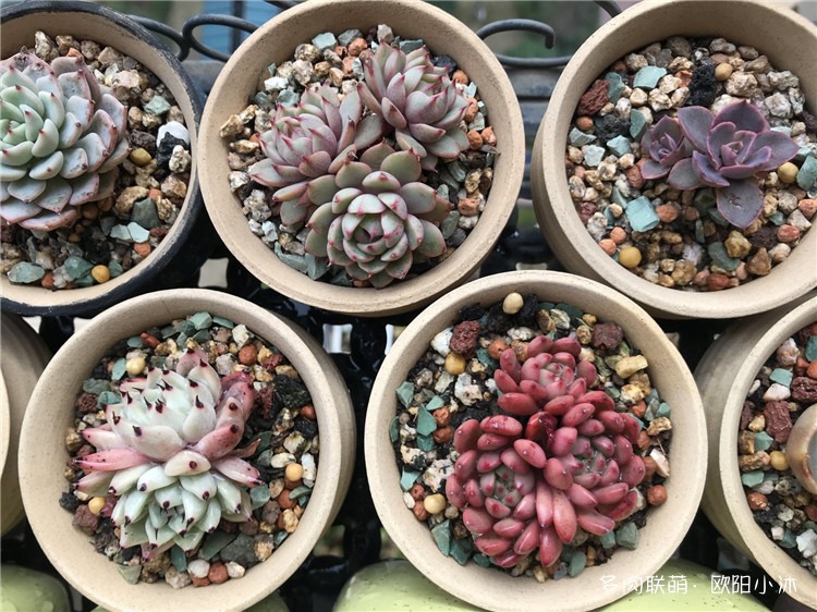 红宝石绿爪苯巴蒂斯晚霞