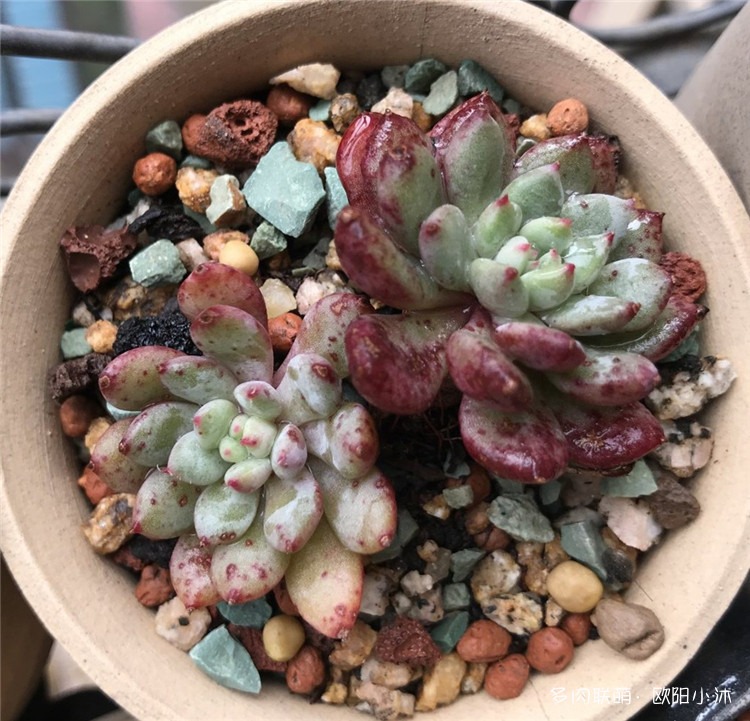 姬小光
