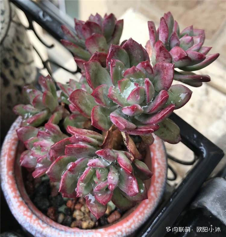 红稚莲