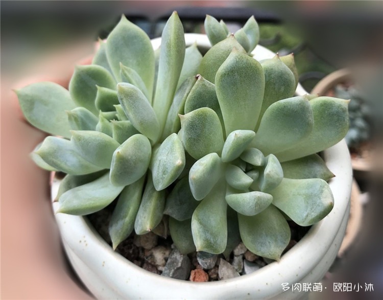 多肉对比照