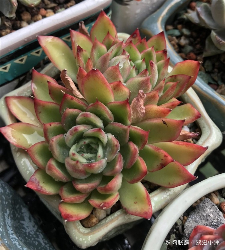酸橙辣椒