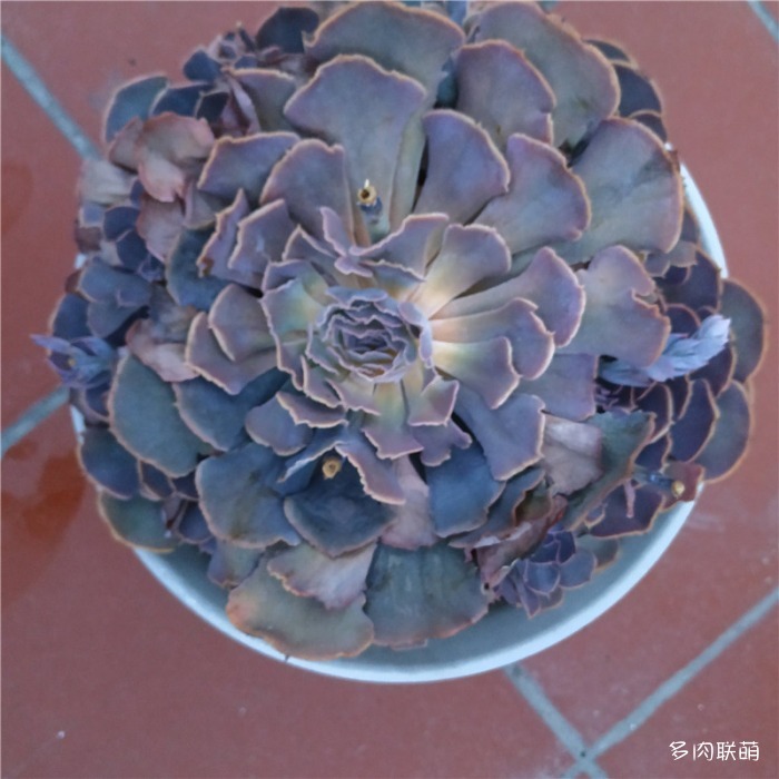多肉的腐烂