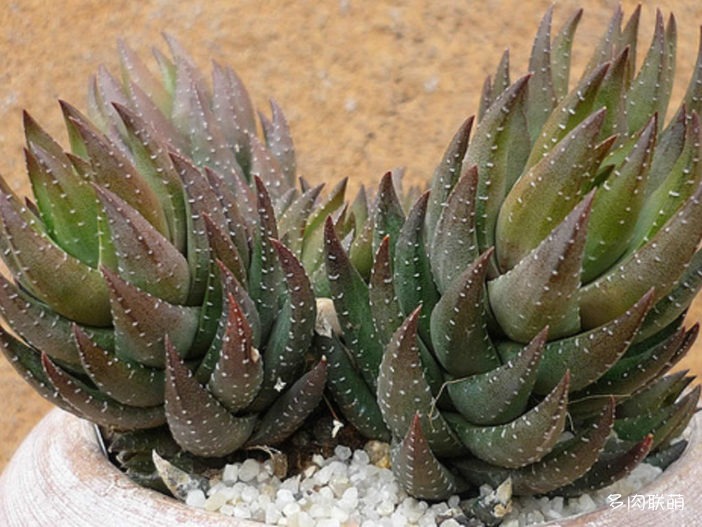 绿玉爪 Haworthia coarctata f. greenii