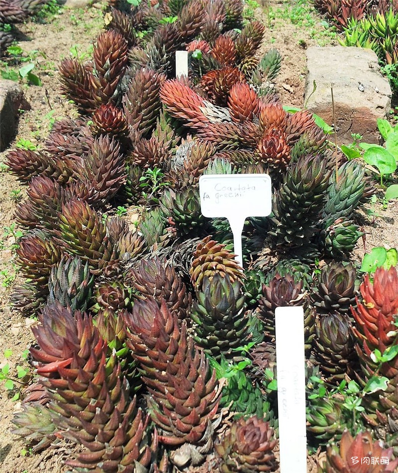 绿玉爪 Haworthia coarctata f. greenii