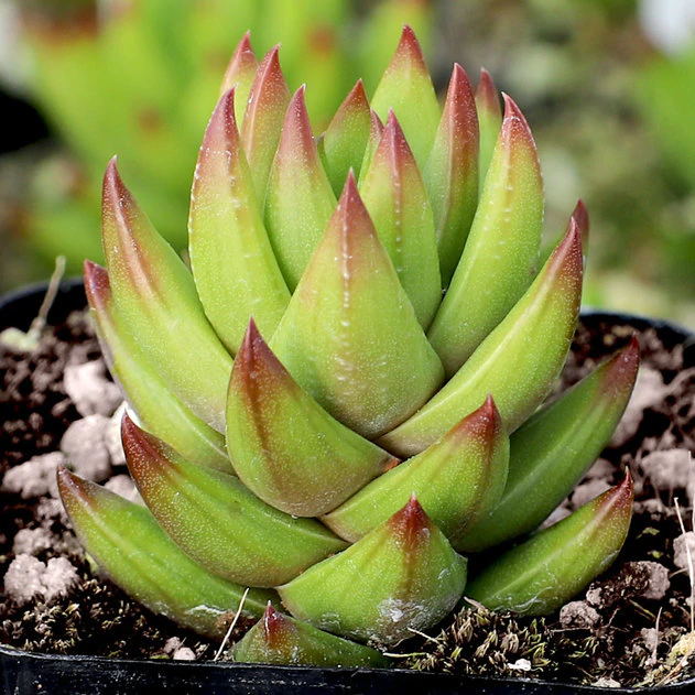 绿玉爪 Haworthia coarctata f. greenii