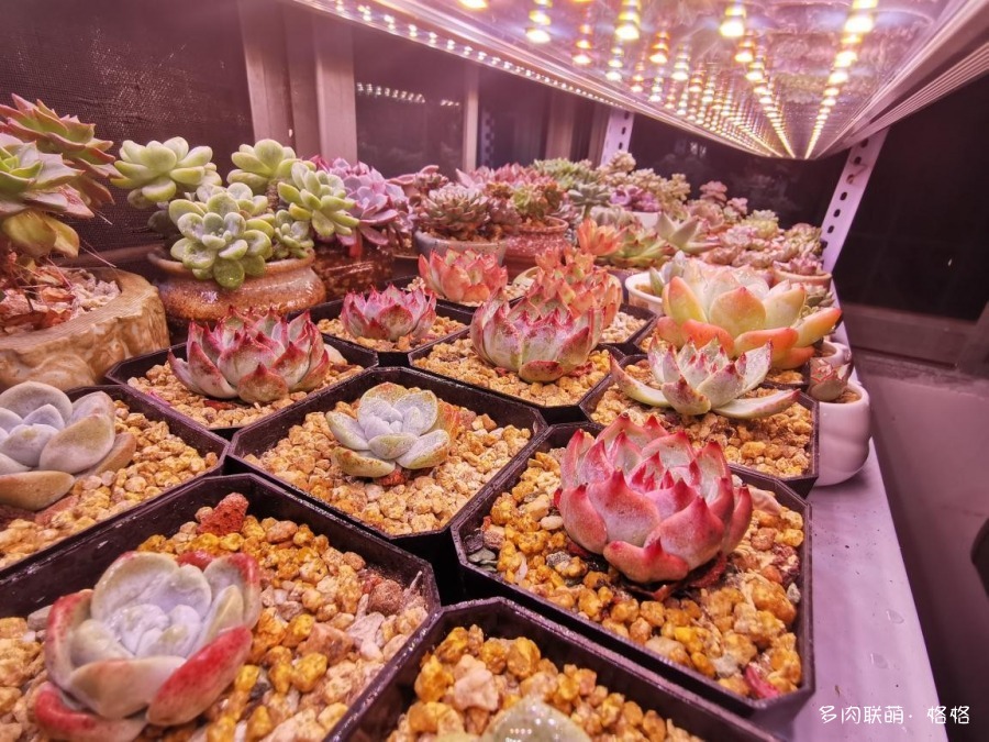 补光灯下多肉