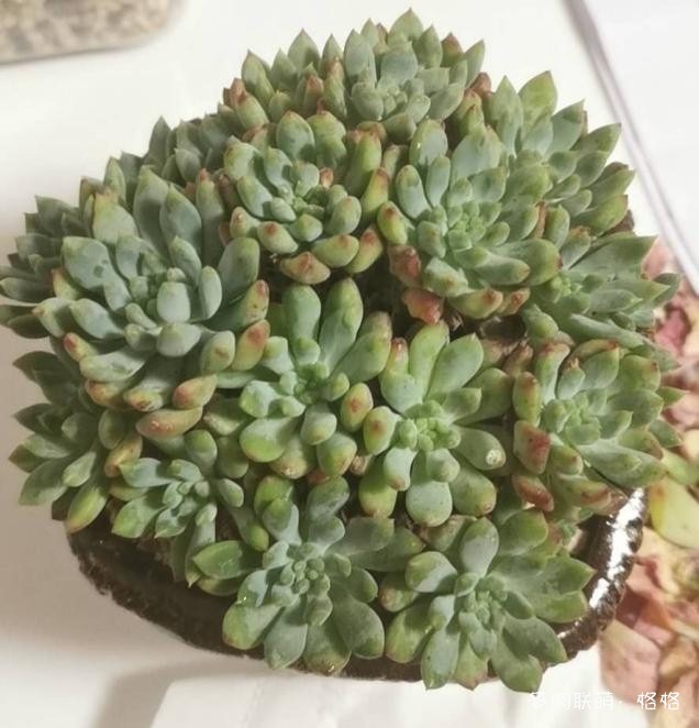 蓝苹果