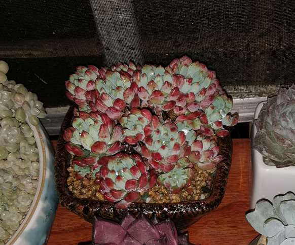 蓝苹果