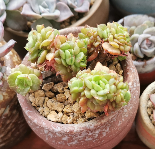 蜡牡丹