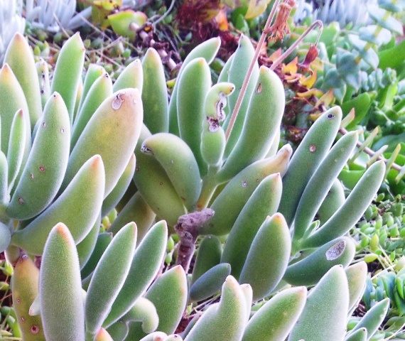 Cotyledon tomentosa subsp. ladismithiensis