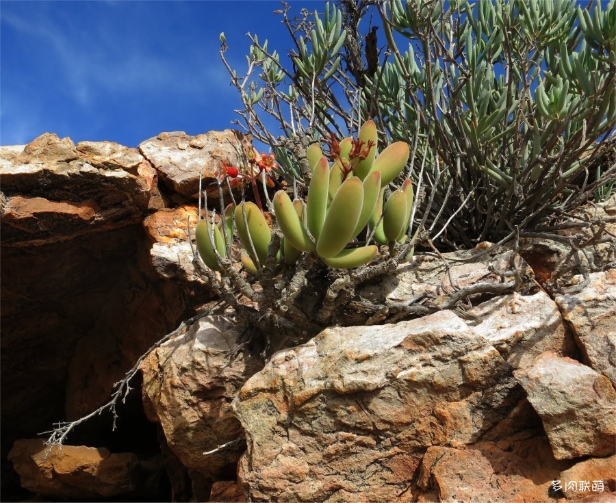 Cotyledon tomentosa subsp. ladismithiensis