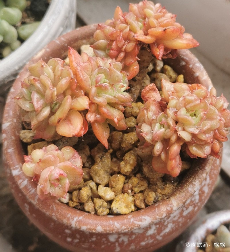 蜡牡丹