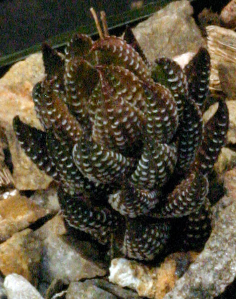 黑蜥蜴 Haworthia coarctata f. tenuis