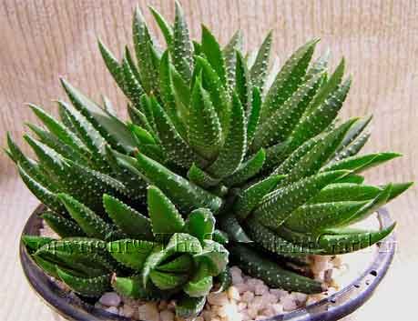 黑蜥蜴 Haworthia coarctata f. tenuis