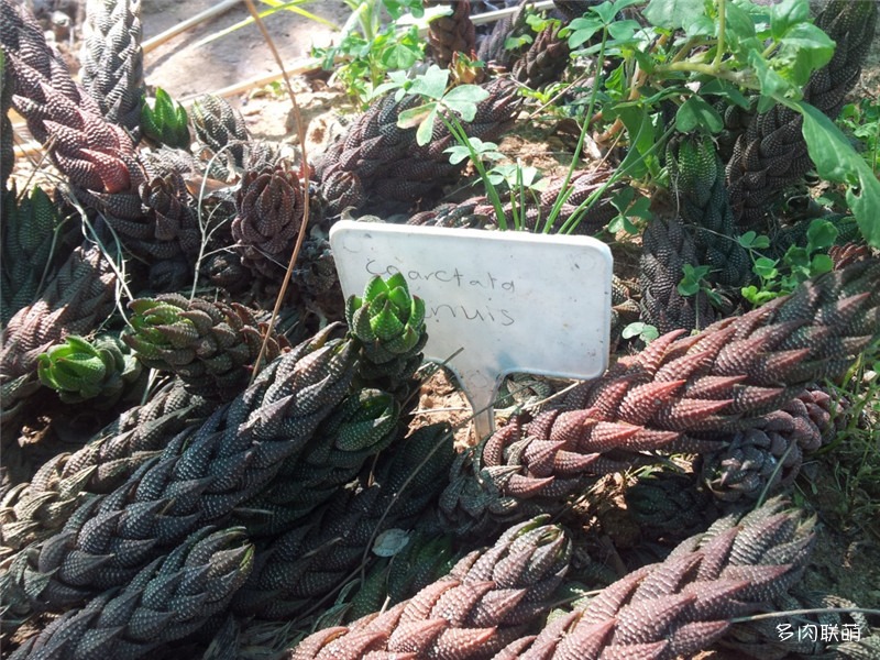 黑蜥蜴 Haworthia coarctata f. tenuis