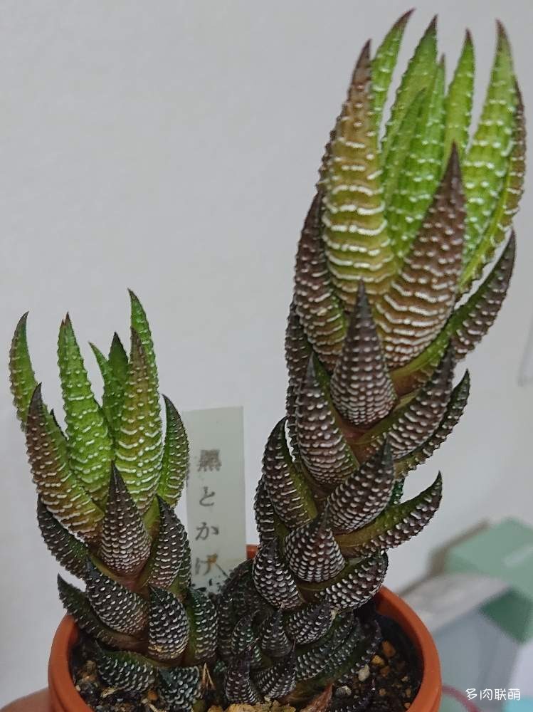 黑蜥蜴 Haworthia coarctata f. tenuis