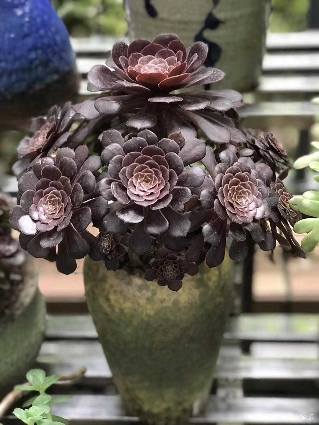 夏天的多肉与花草