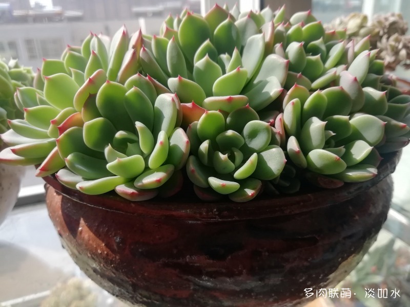 东北，夏天的多肉