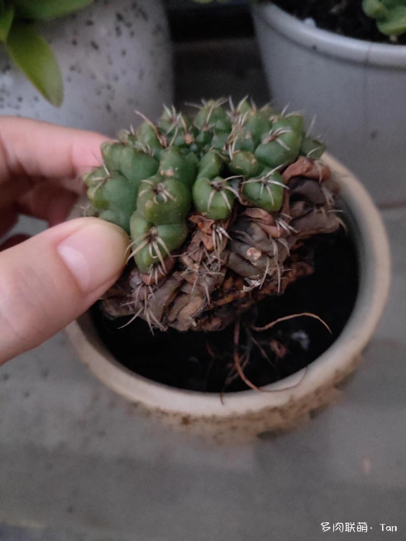 夏天淋雨后腐烂的多肉