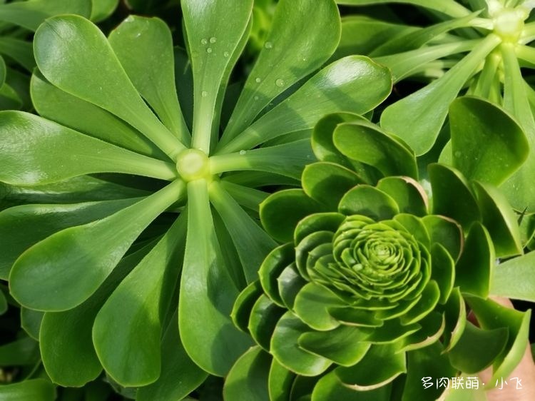 开花的法师砧木嫁接实验