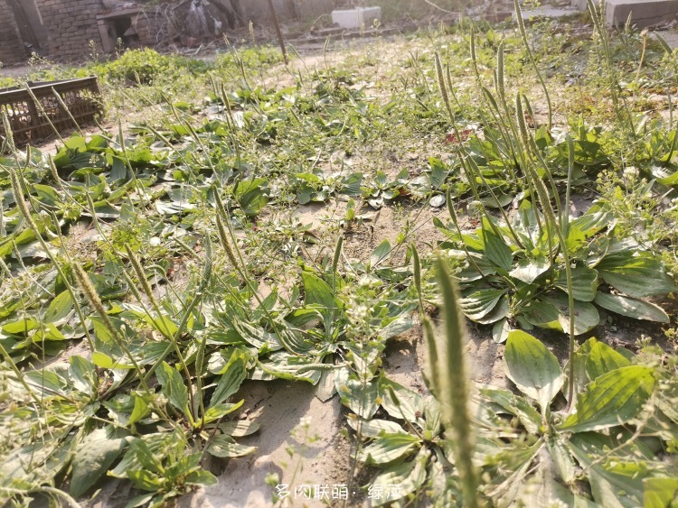 打造自己的多肉院子
