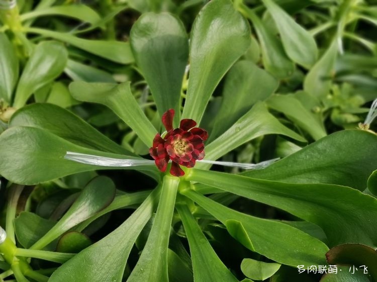 开花的法师砧木嫁接实验