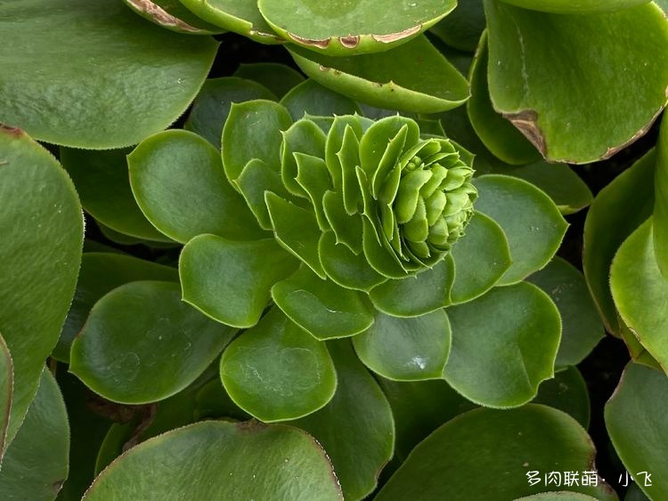 开花的法师砧木嫁接实验