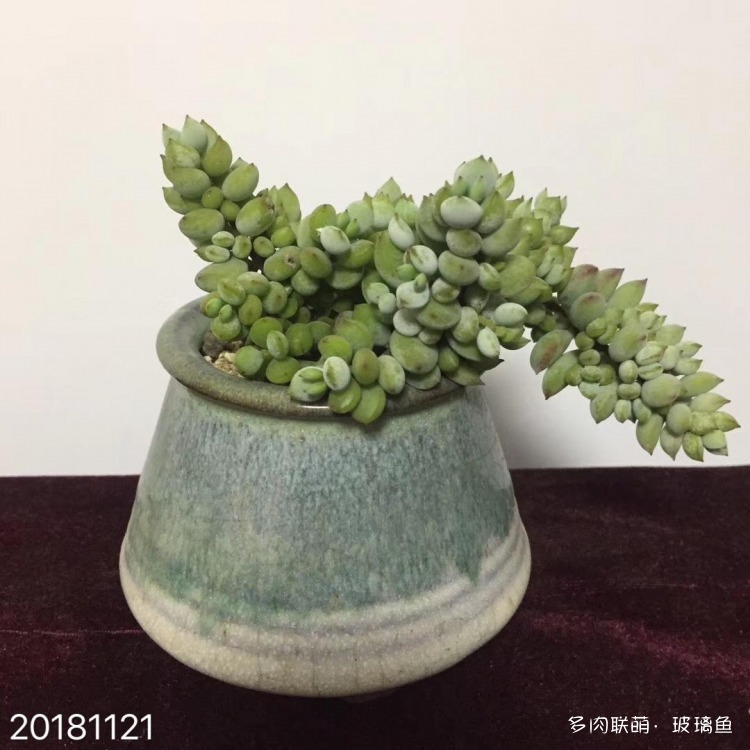 达摩福娘