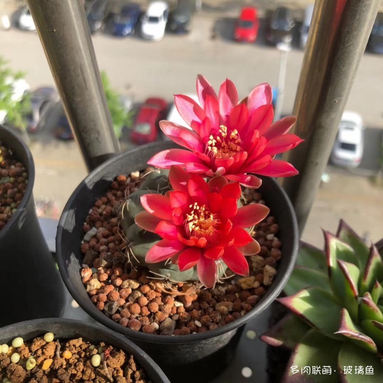 仙人球的花
