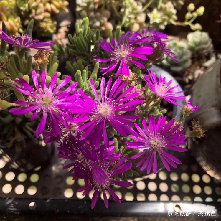 仙人球的花
