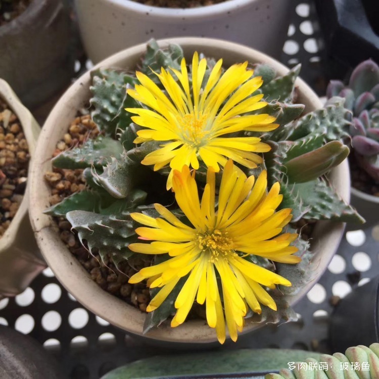 仙人球的花