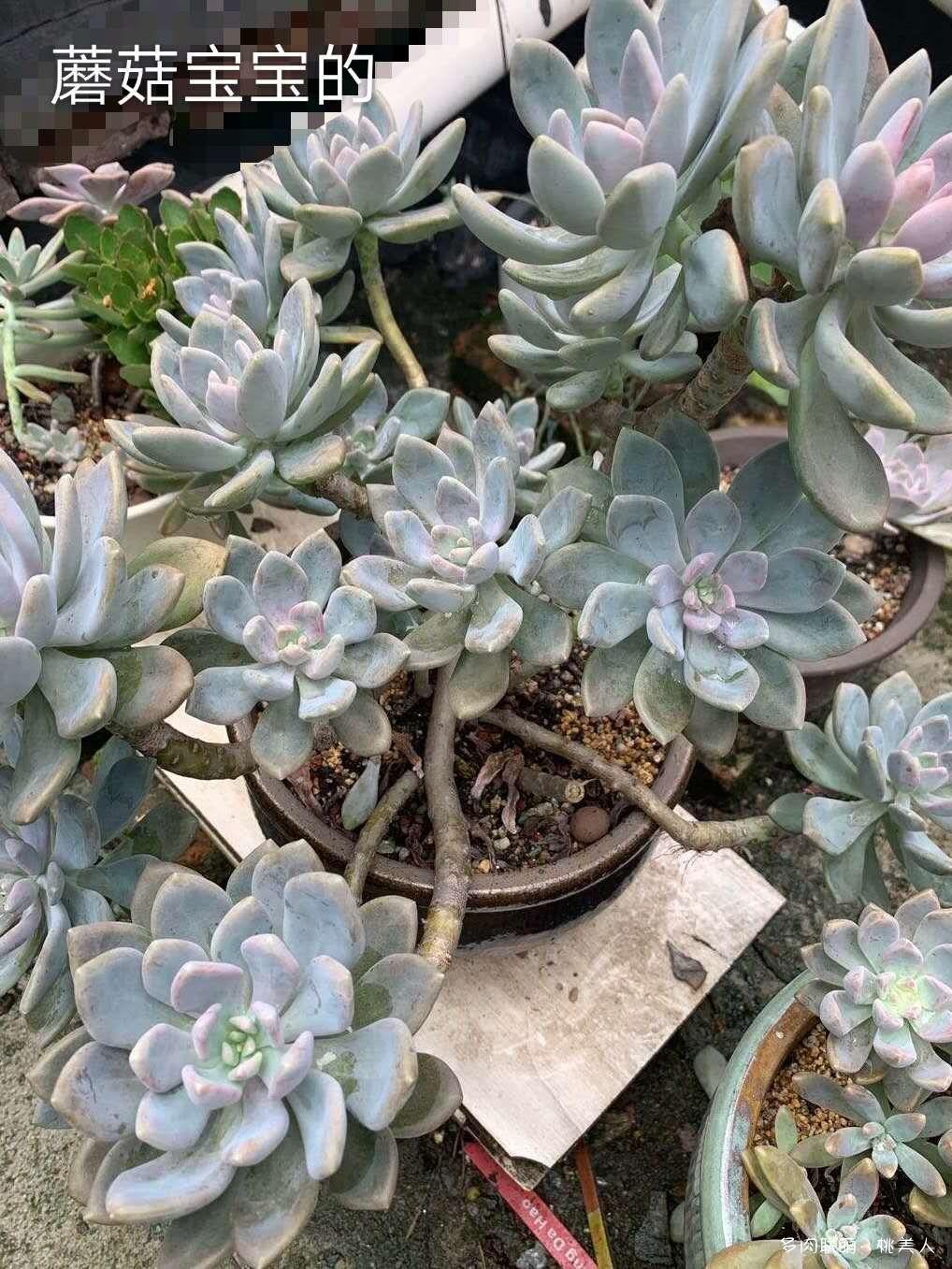 东美人的状态变化