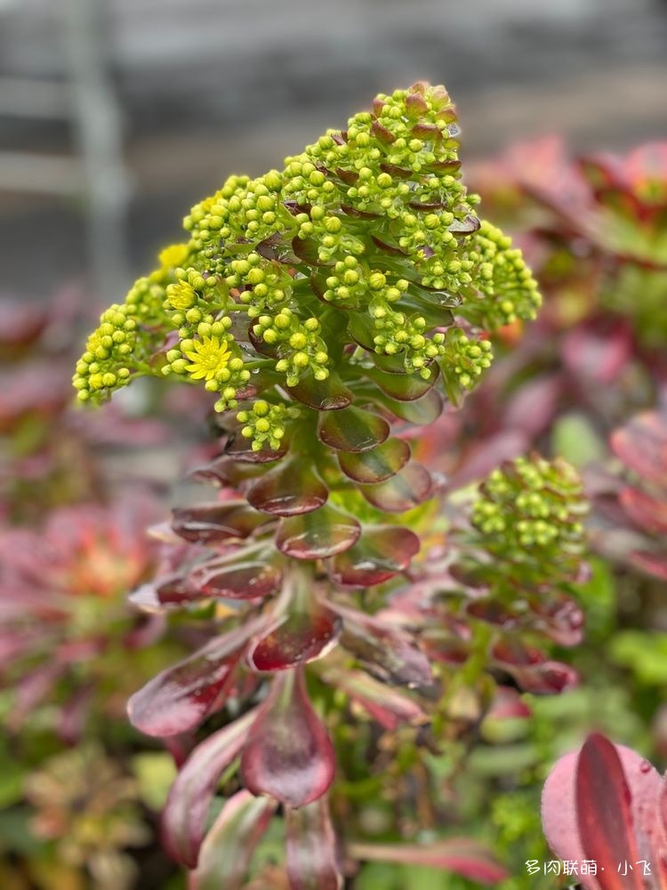 开花的法师砧木嫁接实验