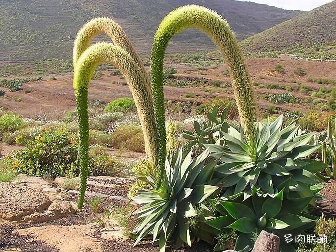 开花的龙舌兰