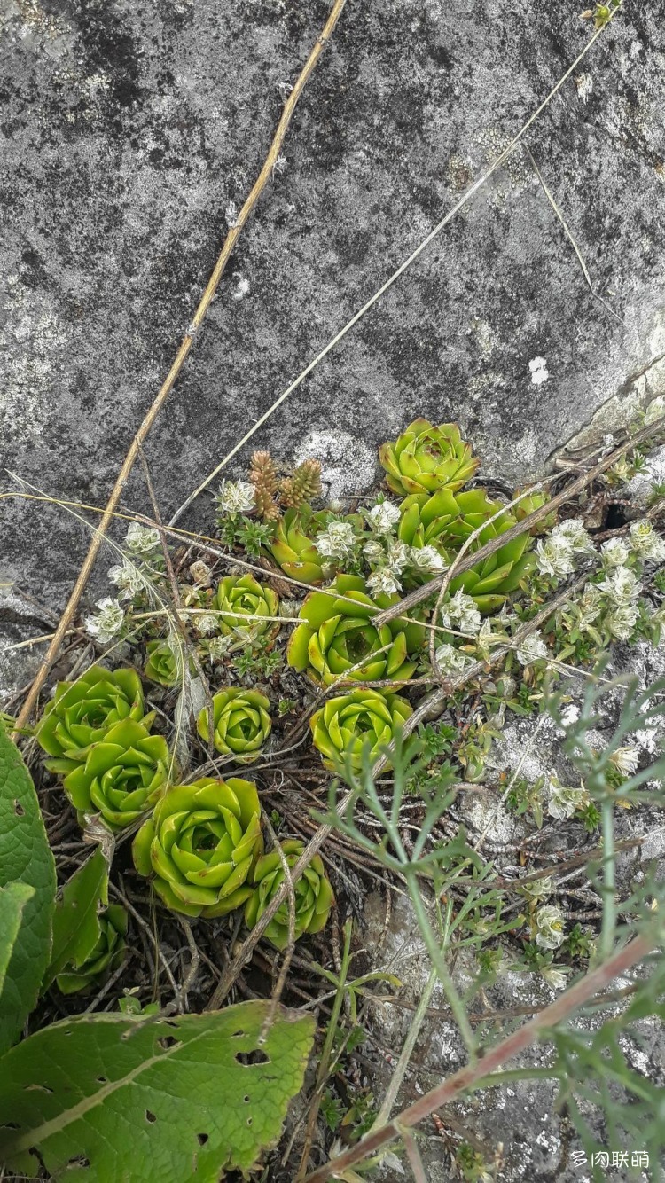 高山上的长生草
