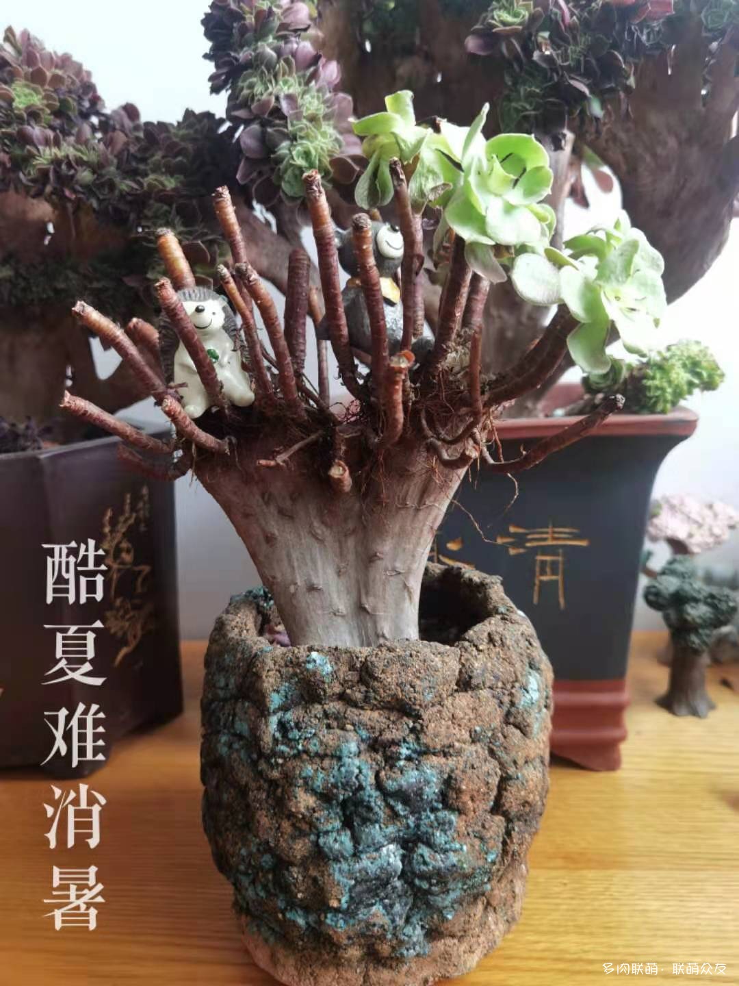夏天惨遭巨变的多肉