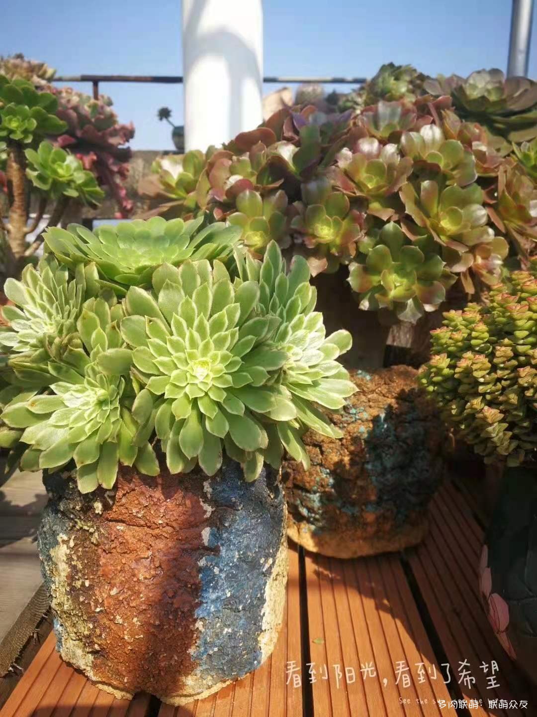 夏天惨遭巨变的多肉