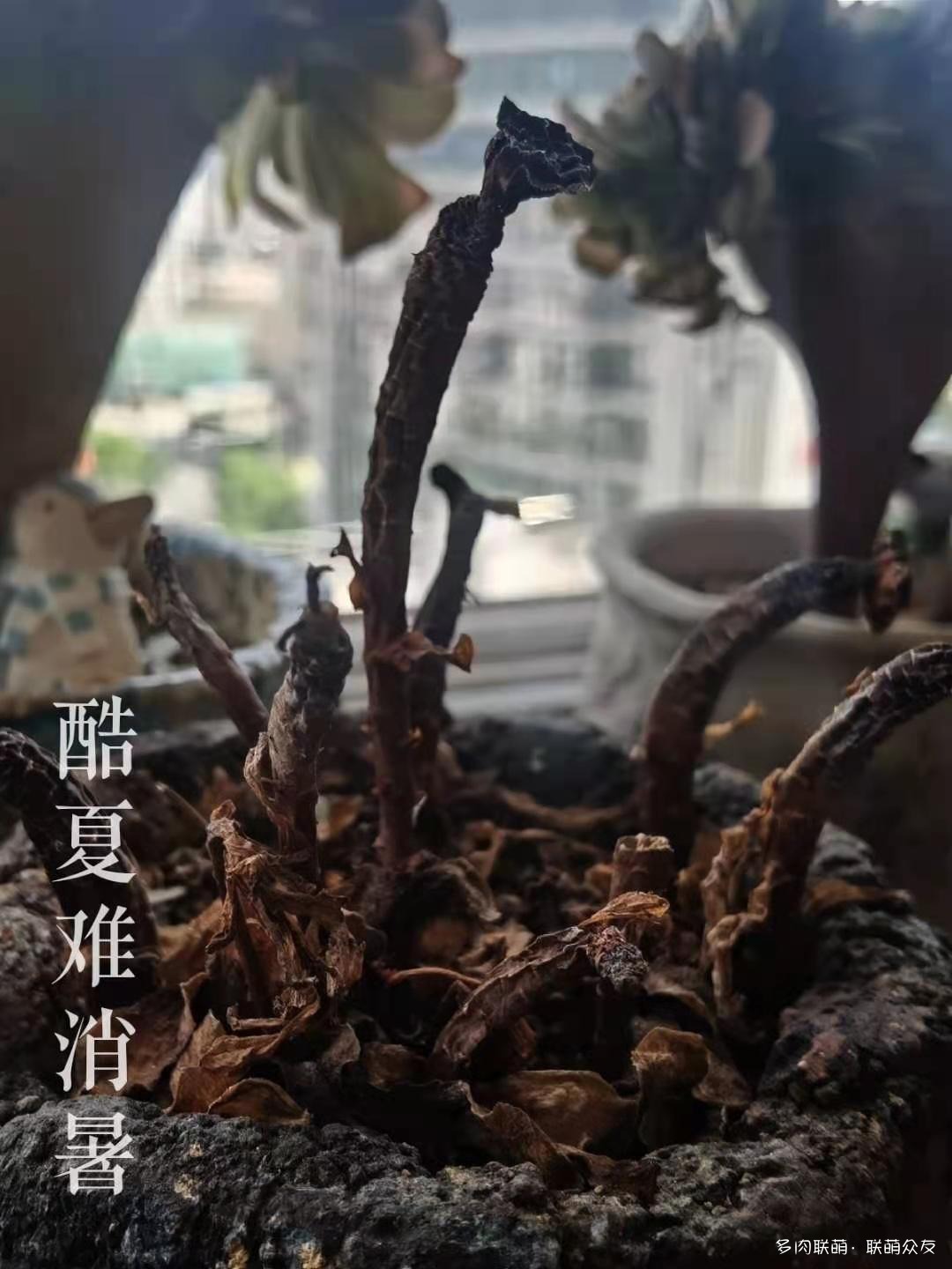夏天惨遭巨变的多肉