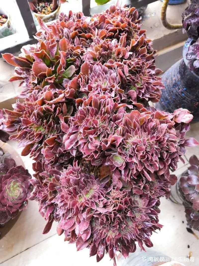 夏天惨遭巨变的多肉