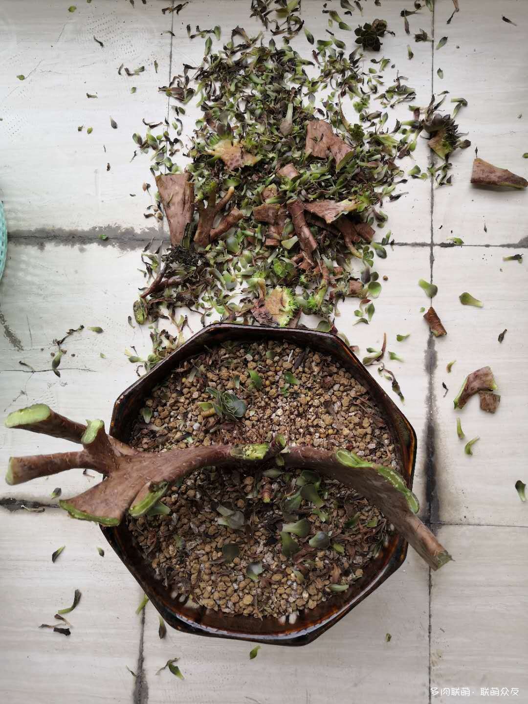 夏天惨遭巨变的多肉