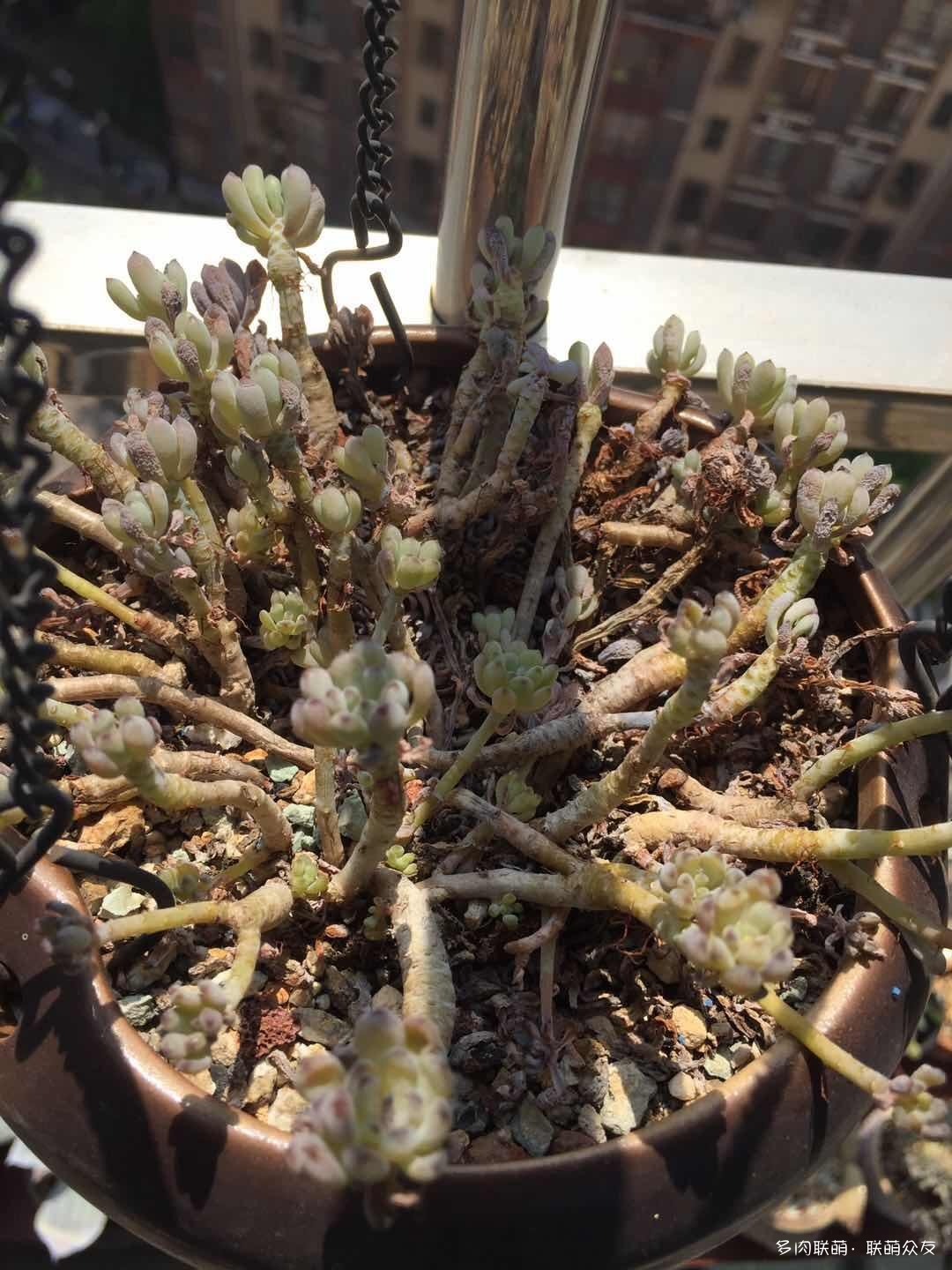 夏天惨遭巨变的多肉