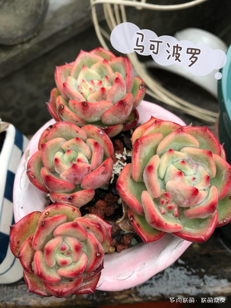 夏天惨遭巨变的多肉