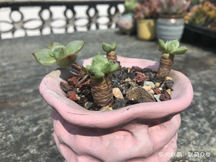 夏天惨遭巨变的多肉